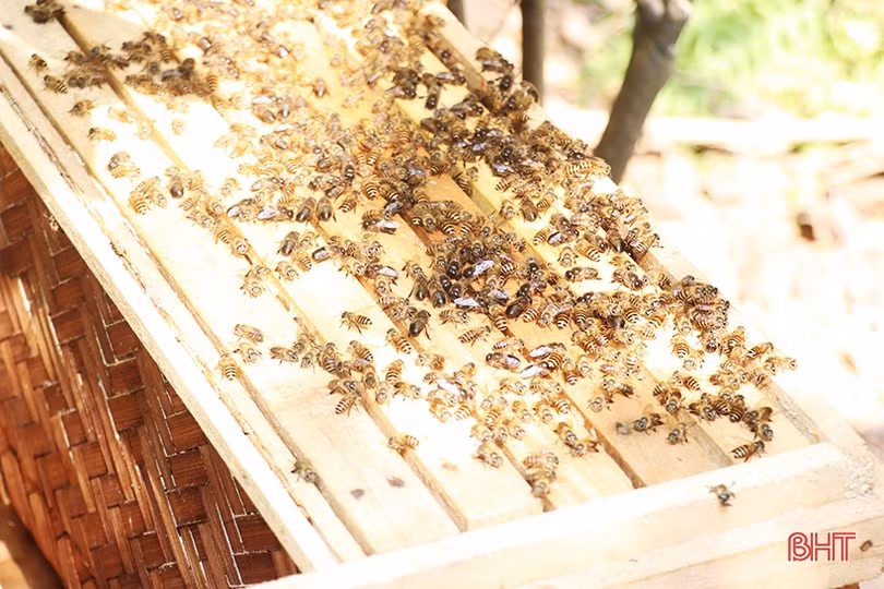 Nghề nuôi ong lấy mật “bén duyên” với nông dân Thạch Hà