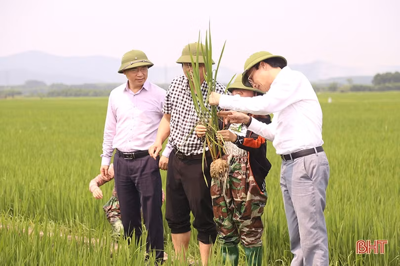 Nhiều diện tích lúa xuân Hà Tĩnh đối mặt với sâu bệnh