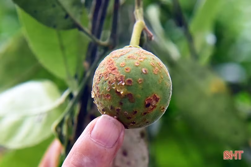Thời tiết thất thường, nguy cơ bùng phát bệnh hại trên bưởi Phúc Trạch