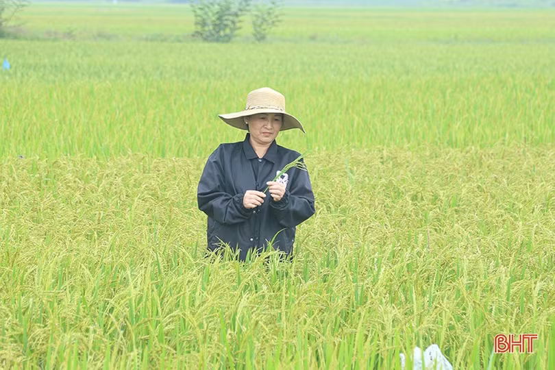 Nhiều diện tích lúa xuân Hà Tĩnh đối mặt với sâu bệnh