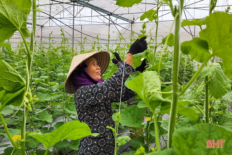 Hành trình phát triển nông nghiệp xanh ở Hà Tĩnh