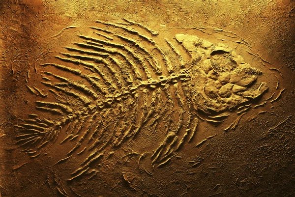 8 quai vat chung ta nen cam ta troi dat vi chung da bien mat