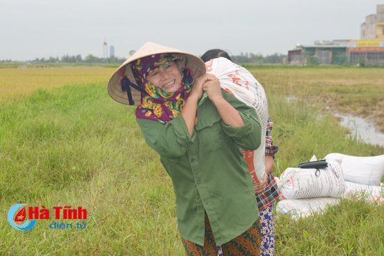 chu tich ubnd tinh chi dao thu hoach gon lua he thu truoc ngay 15 9