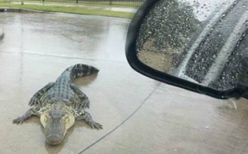 Cá sấu bò trên đường phố Houston hồi tháng 4. Ảnh: Twitter. nhung tro lua xoay quanh bao harvey o my