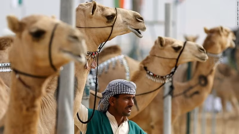 Camel et Ngay gần AI Ain là khu chợ lạc đà, một trong những khu chợ cuối cùng giao dịch mặt hàng này. Du khách có thể đi bộ giữa các thương nhân và chạm tay vào những con lạc đà. nhung dieu khien abu dhabi tuyet hon dubai trong mat du khach