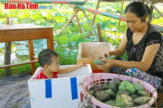 Sen không chỉ góp phần làm đẹp quê hương mà còn mang lại nguồn thu nhập khá cho nhiều gia đình.