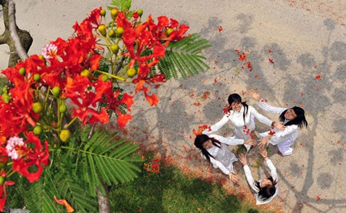 Bạn, tôi và hoa phượng ảnh 1 Bạn, tôi và hoa phượng ảnh 1