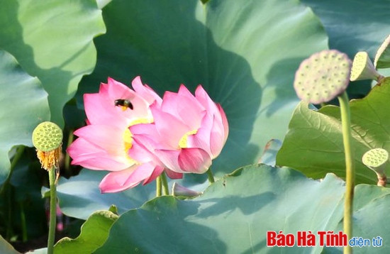 Sen trong lòng thành phố... ảnh 2