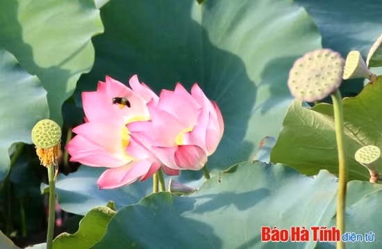 Sen trong lòng thành phố... ảnh 2 Sen trong lòng thành phố... ảnh 2