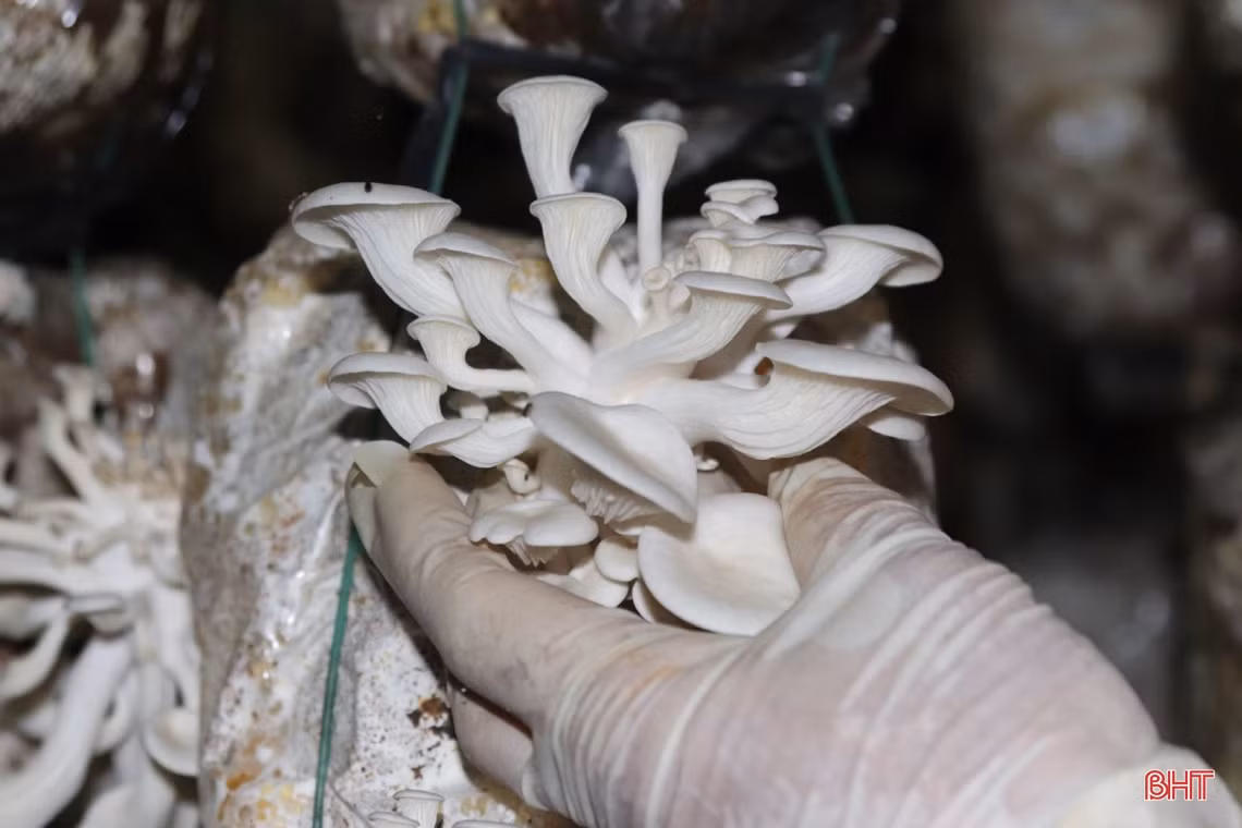 Mô hình trồng nấm cho doanh thu gần 3 tỷ đồng/năm ở Hà Tĩnh