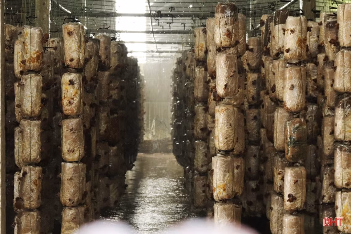 Mô hình trồng nấm cho doanh thu gần 3 tỷ đồng/năm ở Hà Tĩnh