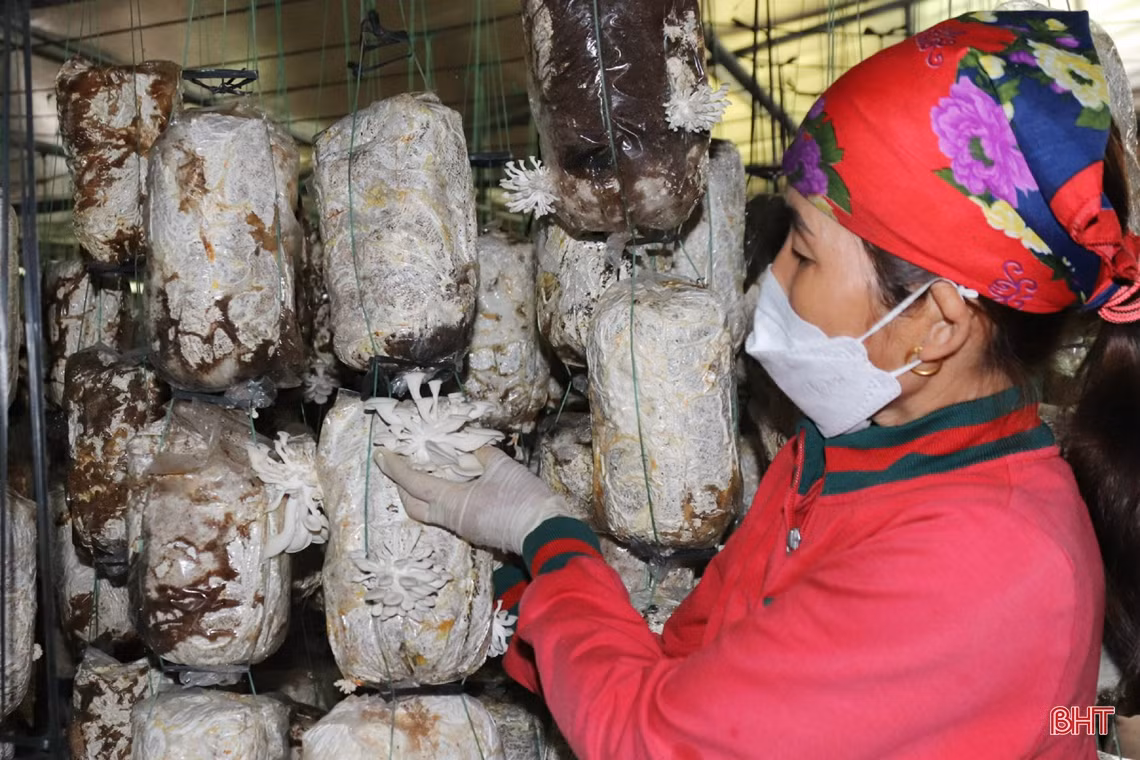 Mô hình trồng nấm cho doanh thu gần 3 tỷ đồng/năm ở Hà Tĩnh