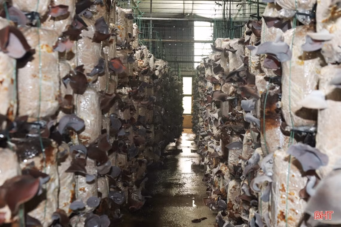 Mô hình trồng nấm cho doanh thu gần 3 tỷ đồng/năm ở Hà Tĩnh