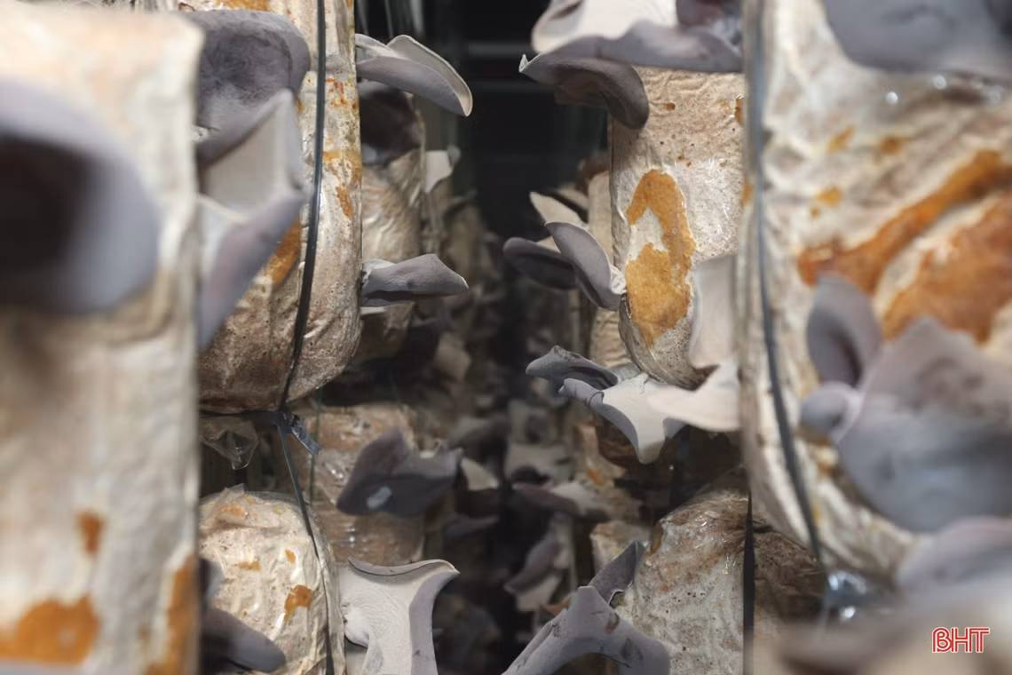 Mô hình trồng nấm cho doanh thu gần 3 tỷ đồng/năm ở Hà Tĩnh