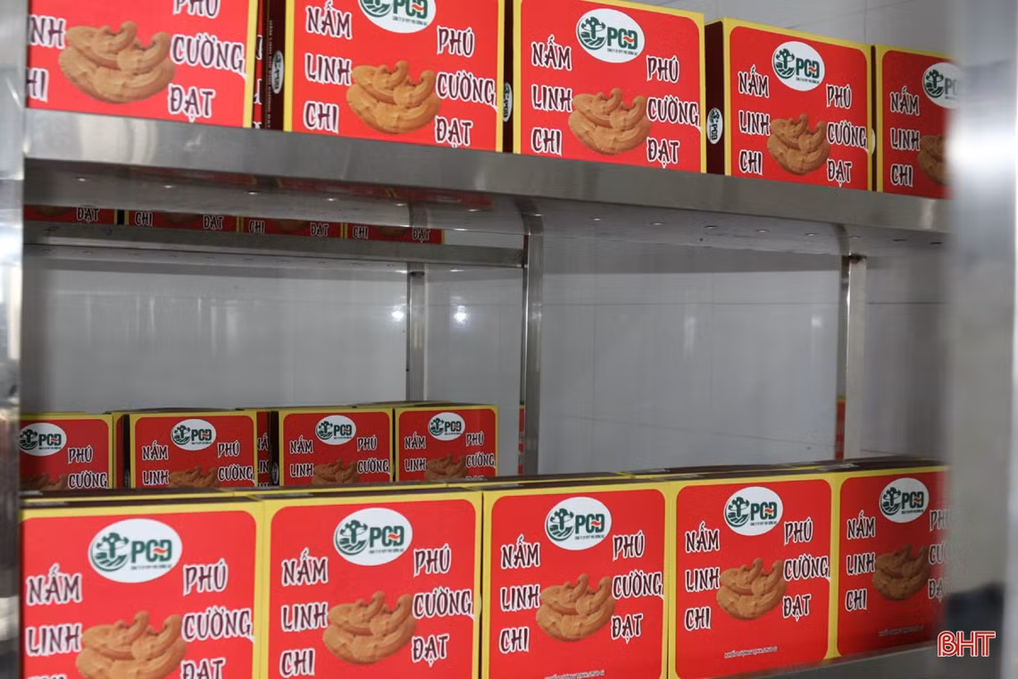 Mô hình trồng nấm cho doanh thu gần 3 tỷ đồng/năm ở Hà Tĩnh