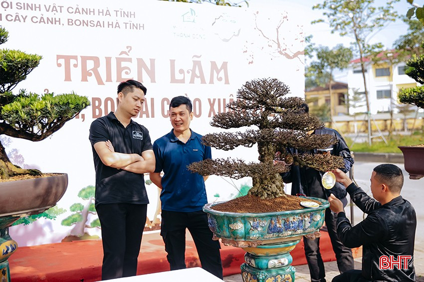 Cy cnh bonsai - th chi cng lm cng phu