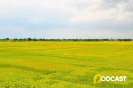Podcats tản văn: Cánh đồng tháng sáu gọi về