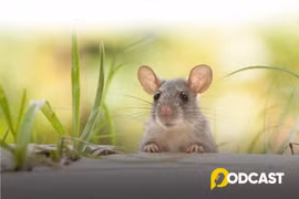 Podcast truyện ngắn: Tôi là Chuột Nhắt
