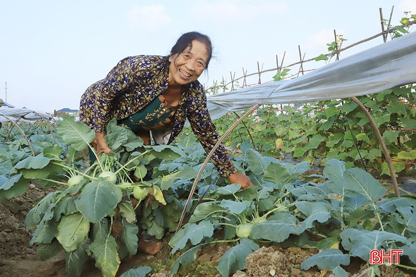 Bà Nguyễn Thị Thống (xã Đồng Môn, TP Hà Tĩnh) đang thu hoạch su hào. bqbht_br_5.jpg