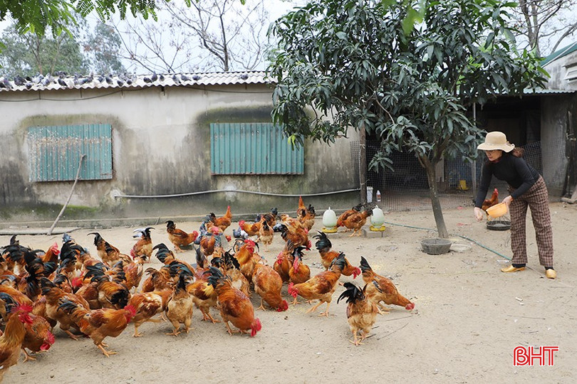 Chị Nguyễn Thị Khuyên dự kiến sẽ xuất bán đồng loạt đàn gà từ sau ngày 20/12 âm lịch. bqbht_br_2.jpg