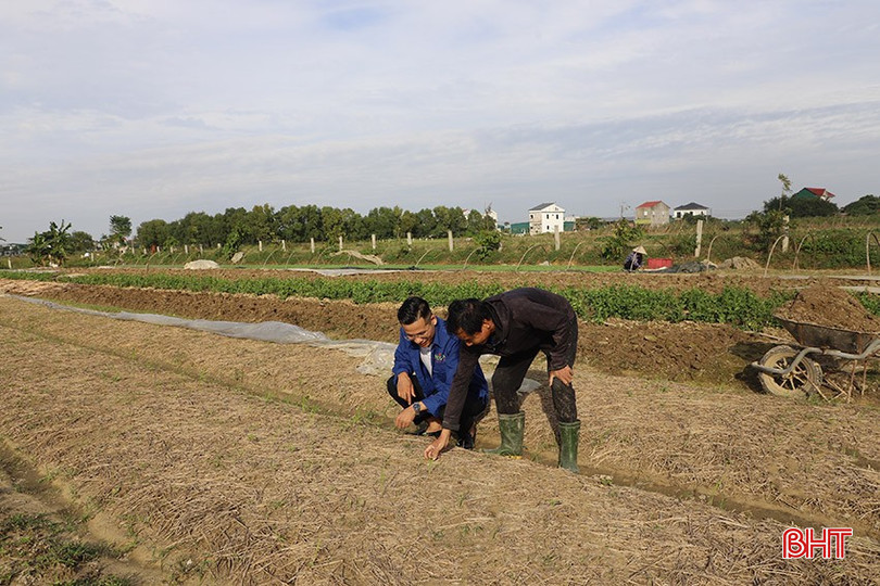 Ông Bùi Đức Huệ liên kết với HTX Nông nghiệp sạch Hatisa trồng rau má và rau diếp cá. 5-7232-2127.jpg