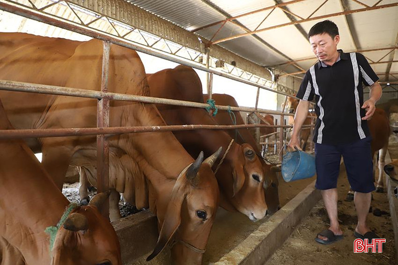 HTX Chăn nuôi bò Đồng Môn (xã Đồng Môn, TP Hà Tĩnh) hiện chỉ còn 2 thành viên duy trì chăn nuôi bò. 1.jpg