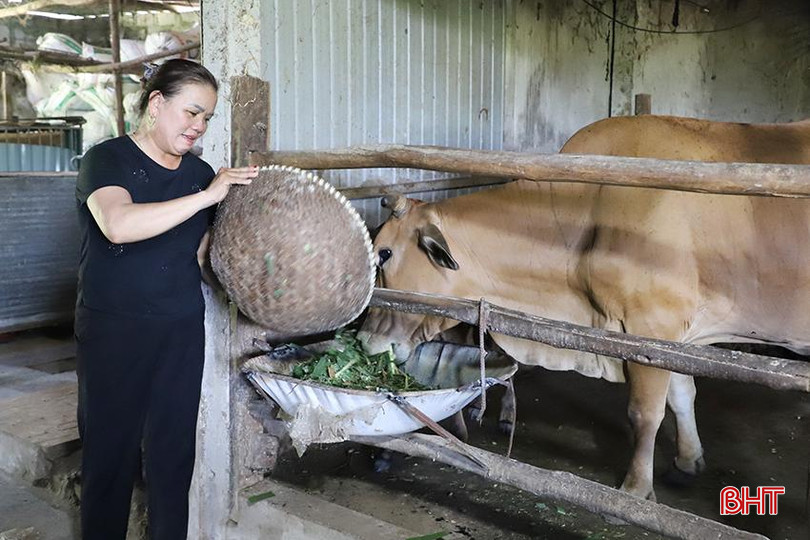 Việc chăn nuôi của gia đình chị Vũ Thị Hạnh gặp khó khăn do giá bò giảm mạnh trong thời gian dài. 12.jpg