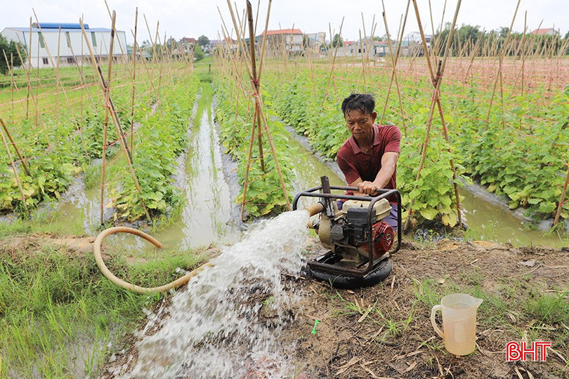 Ông Lê Hữu Xuân tích cực bơm thoát nước ra khỏi ruộng để cứu lứa dưa chuột đang đợt thu hoạch. 1.jpg