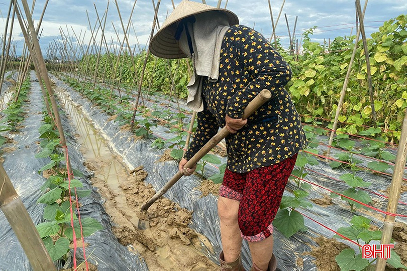 Người dân khơi thông dòng chảy, làm khô thoáng đất để cây trồng phục hồi bộ rễ. 9.jpg