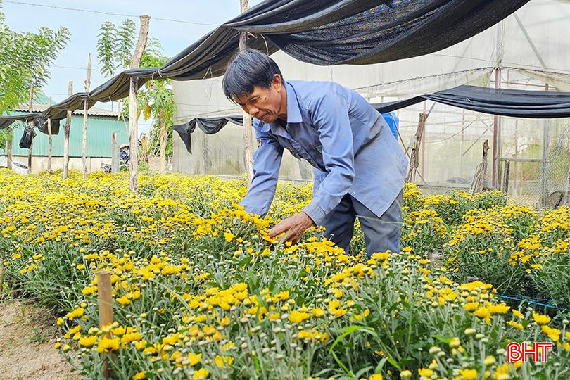 Nhờ tính toán thời gian kỹ lưỡng, vườn hoa cúc vàng của gia đình ông Hồ Sỹ Lưu nở đúng dịp rằm, dự kiến cho thu hoạch gần 5.000 gốc. 8.jpg