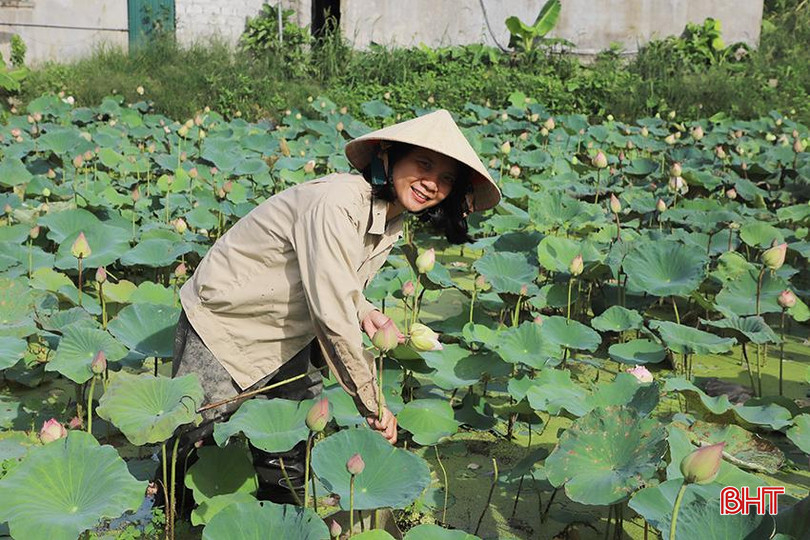 Chị Trương Thị Trang thu hoạch sen để giao cho khách. 45.jpg