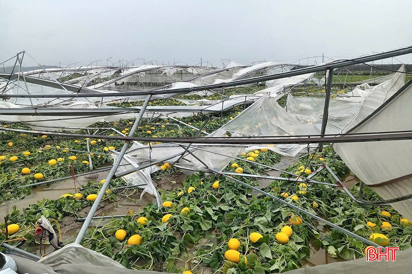 Sau khi kêu gọi mọi người ủng hộ và bán hết số dưa lưới bị đổ ngã do bão, gia đình chị Lưu Thị Phượng (xã Lộc Hà) sẽ dọn dẹp nhà màng bị sập đổ. bqbht_br_z6951852388203-a216605f11f70708fd28a4cfb54a49ca.jpg
