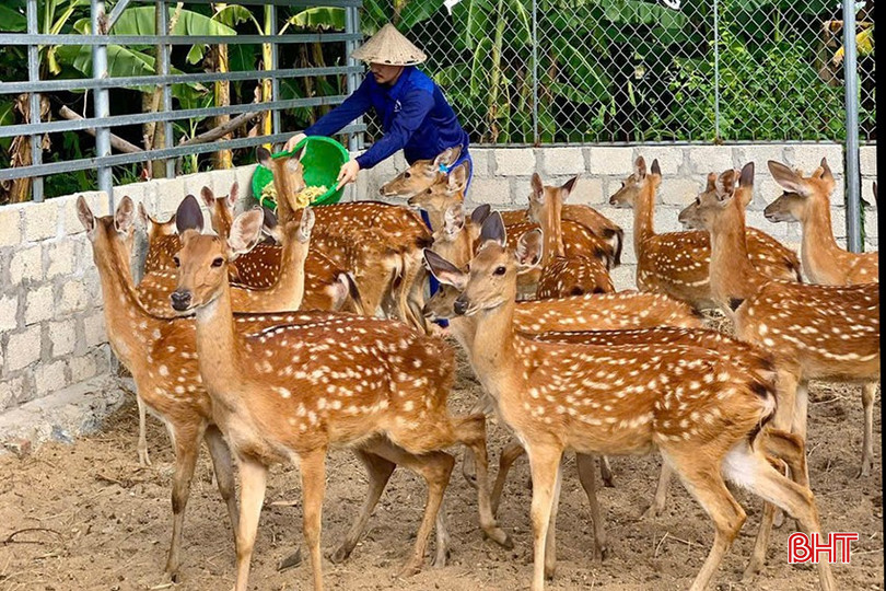 Hiện Công ty CP Sản xuất và Thương mại Nhung hươu Việt có trang trại hươu quy mô 100 – 150 con. 1.jpg