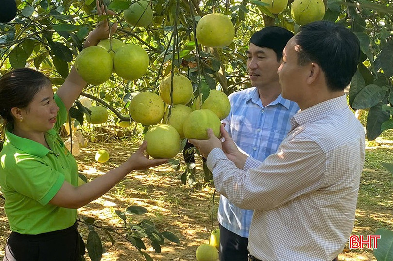 Hợp tác xã Sản xuất, kinh doanh tổng hợp Nhật Hằng liên kết sản xuất và thu mua bưởi của nhiều hộ dân. bqbht_br_1.jpg