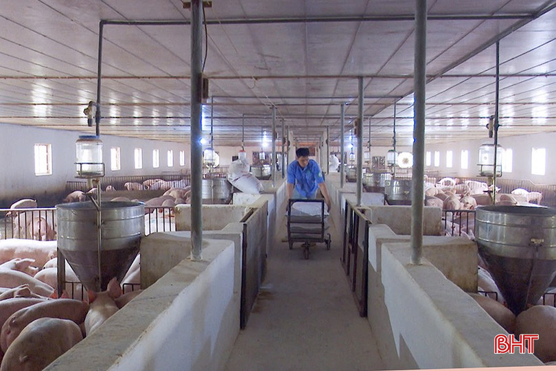 Lợn hơi tại Hà Tĩnh hiện có giá dao động 75 – 78.000 đồng/kg. bqbht_br_2.jpg