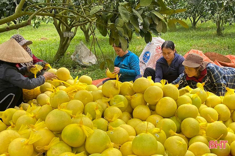 HTX Sản xuất, kinh doanh tổng hợp Nhật Hằng tiêu thụ khoảng 20.000 quả bưởi/ngày. 87.jpg