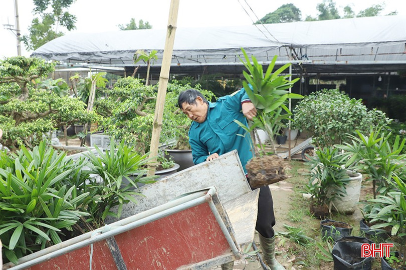 Tết là mùa kinh doanh sôi động nhất của các nhà vườn hoa, cây cảnh. bqbht_br_09.jpg