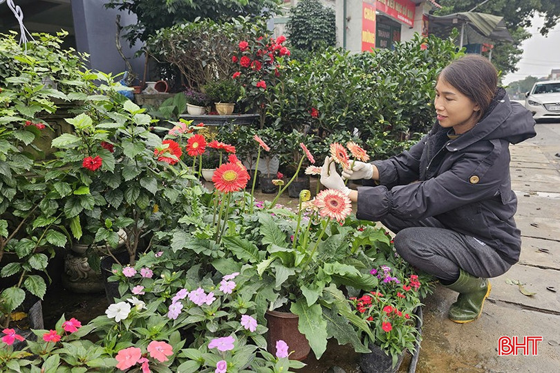 Nhà vườn hoa cây cảnh Hoàng Dinh dự kiến giai đoạn tết sẽ nhập các loại cây tăng gấp ba ngày thường. bqbht_br_3.jpg