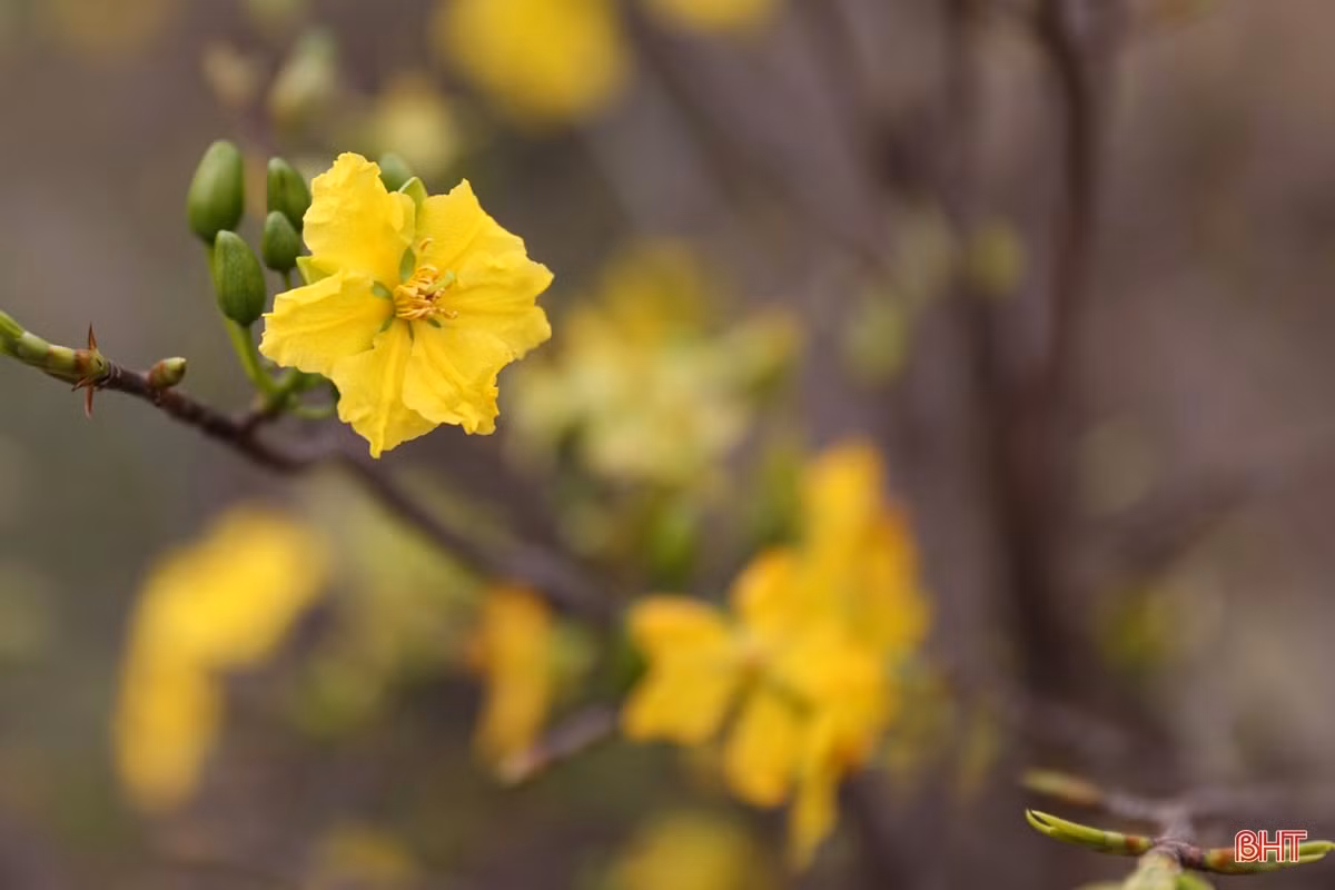 Xuân về rực rỡ trên đô thị trẻ phía Nam Hà Tĩnh