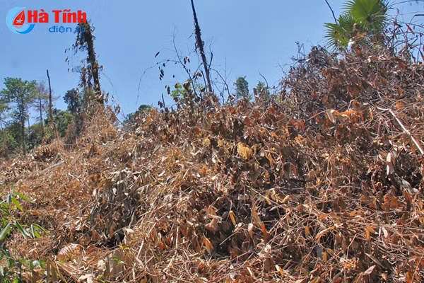 xu ly thuc bi bang lua rinh rap nguy co chay rung