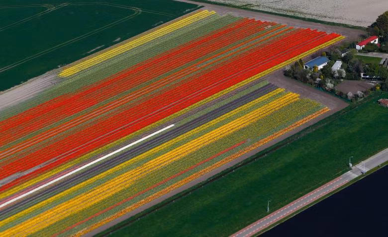 canh dong hoa tulip o ha lan dep nhu tranh ve khi nhin tu tren cao