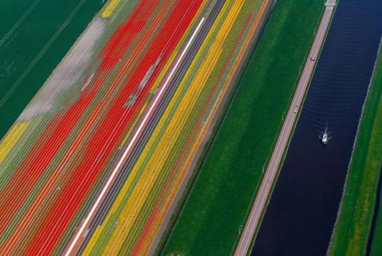 canh dong hoa tulip o ha lan dep nhu tranh ve khi nhin tu tren cao