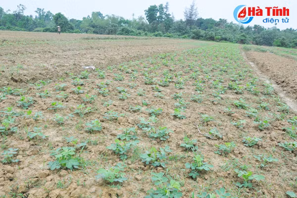 thoi tiet lam kho nguoi trong duoc lieu ha tinh