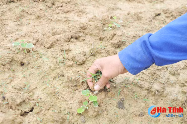 thoi tiet lam kho nguoi trong duoc lieu ha tinh