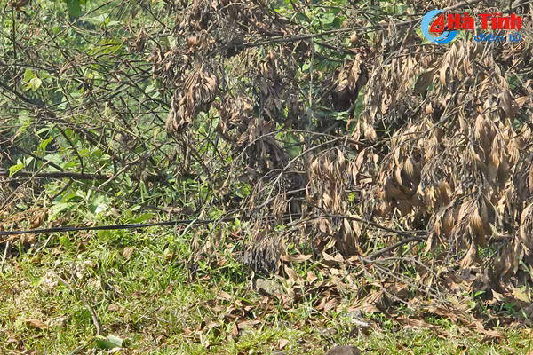 xu ly thuc bi bang lua rinh rap nguy co chay rung