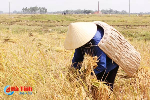 Photo: Độc đáo nghề chằm áo tơi ở Hà Tĩnh