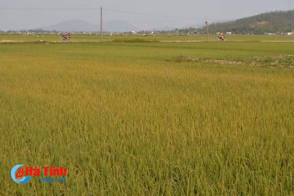 bao dong do benh dao on co bong tren 40 000 ha lua xuan