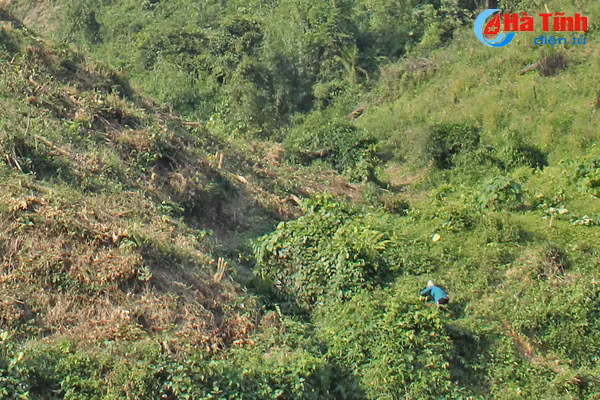 xu ly thuc bi bang lua rinh rap nguy co chay rung