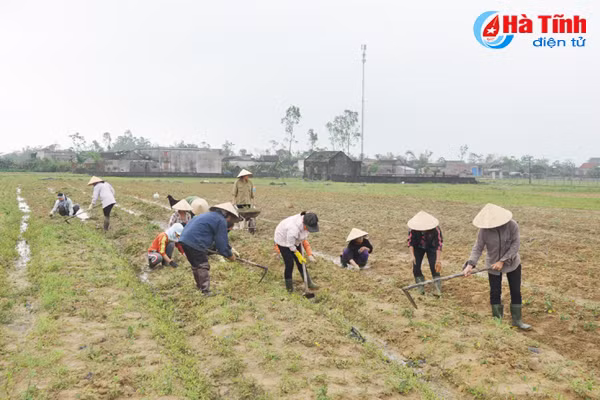 trong ca gai leo va nhung van de dat ra trong lien ket