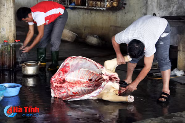 ha tinh 33 xa giet mo gia suc trai quy dinh